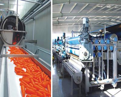 胡蘿卜生產現場